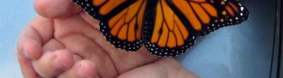 Imatge d'una papallona a sobre d'unes mans infantils
